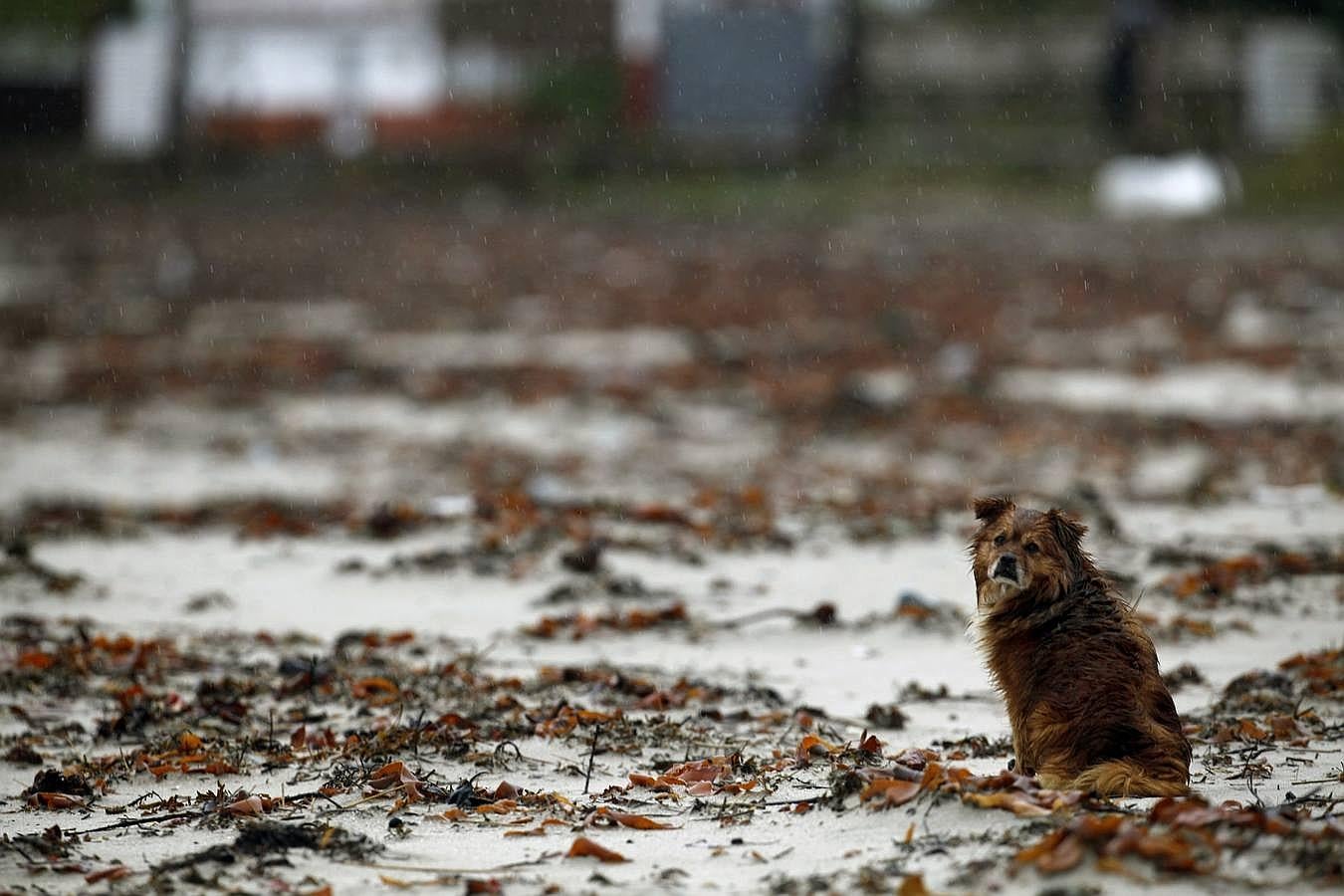 Un perro rodeado de algas en la playa de A Magdalena (Cabanas). 