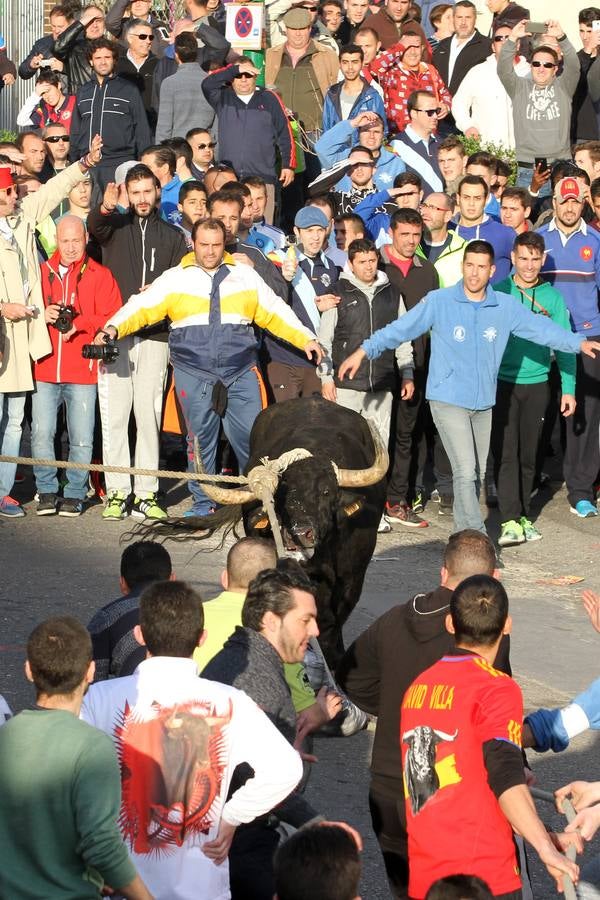 El toro enmaromado, en imágenes