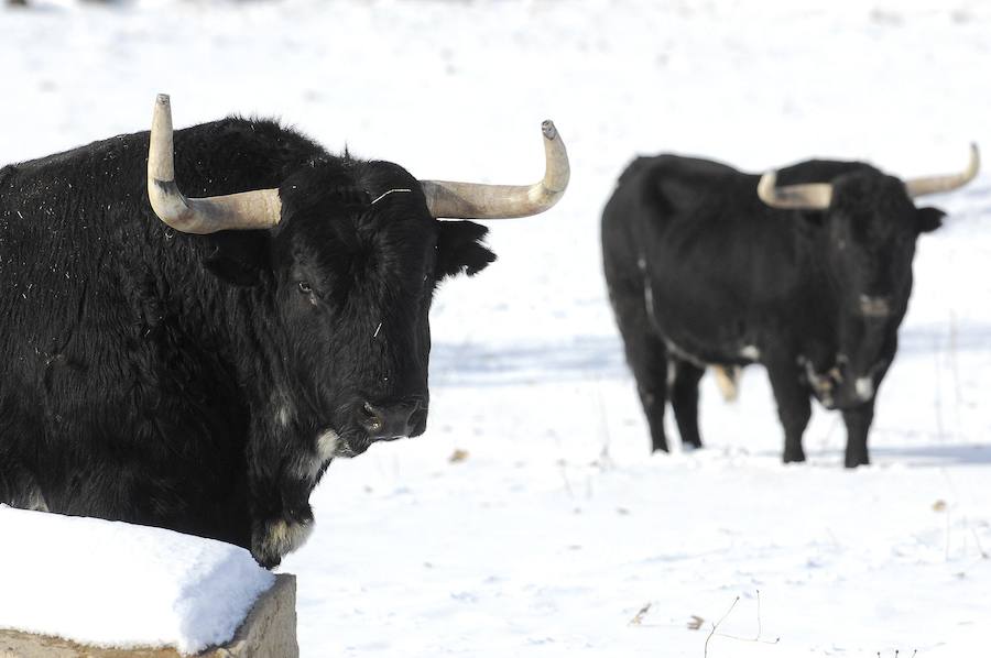 Ganadería en Guadalix, 2008. 