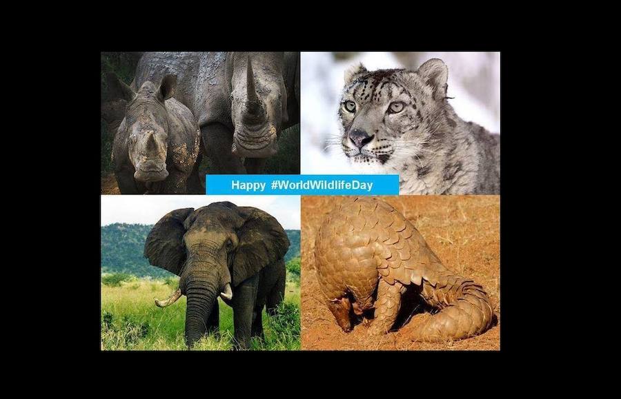Día Mundial de la Vida Silvestre 2016. 