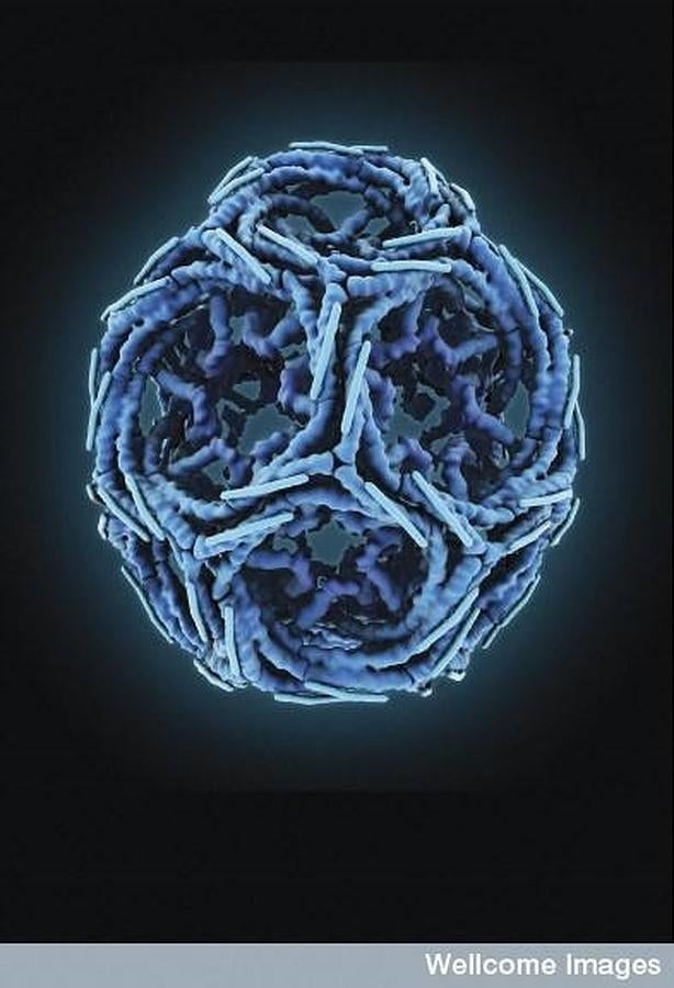 Vesícula de clatrina (transporta sustancias al exterior de las células). 