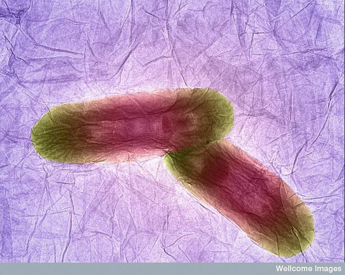 Bacteria en una placa de grafeno. 