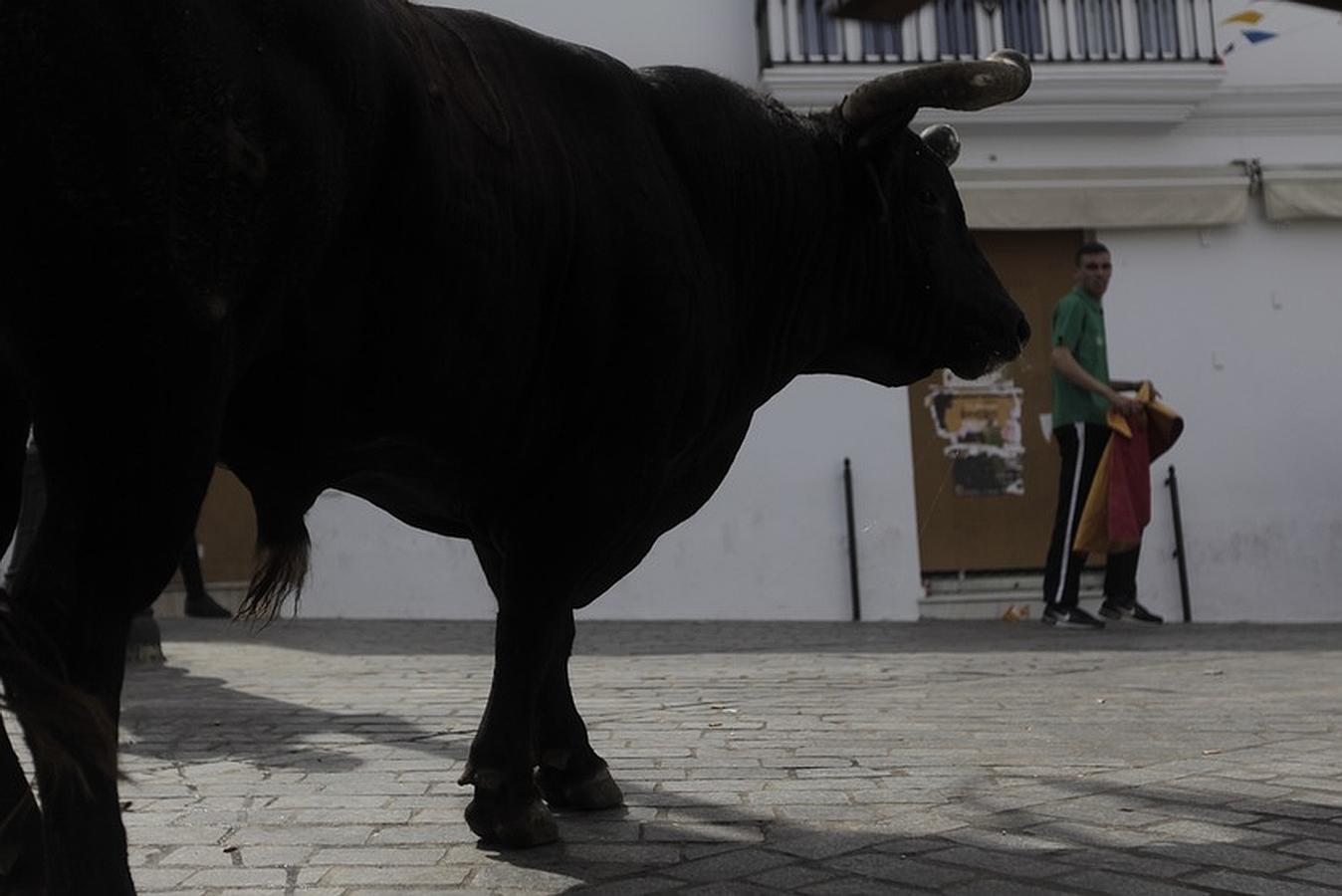 La lluvia desluce el tradicional toro &#039;embolao&#039; de Vejer