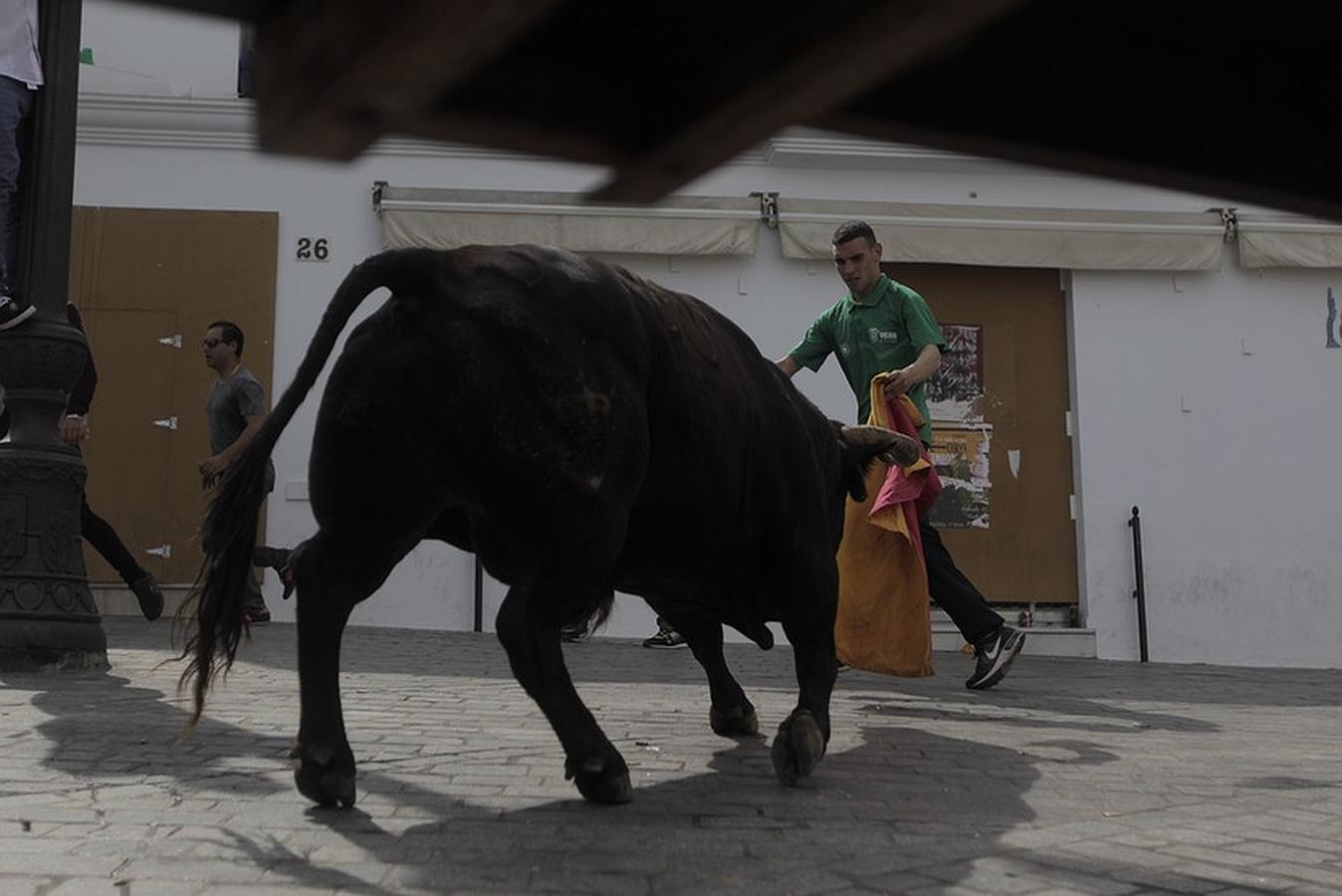 La lluvia desluce el tradicional toro &#039;embolao&#039; de Vejer