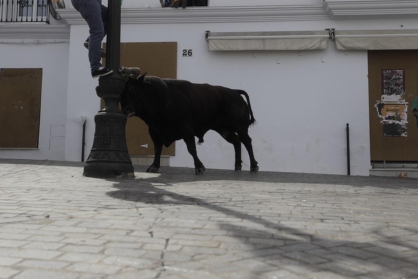 La lluvia desluce el tradicional toro &#039;embolao&#039; de Vejer