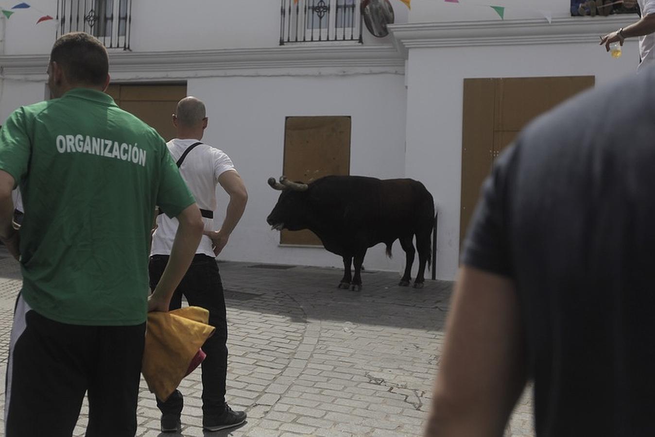 La lluvia desluce el tradicional toro &#039;embolao&#039; de Vejer