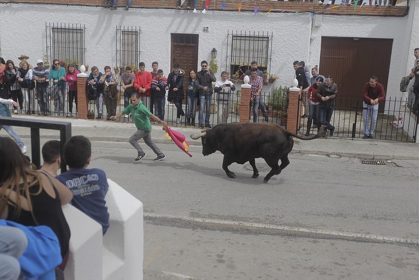 La lluvia desluce el tradicional toro &#039;embolao&#039; de Vejer