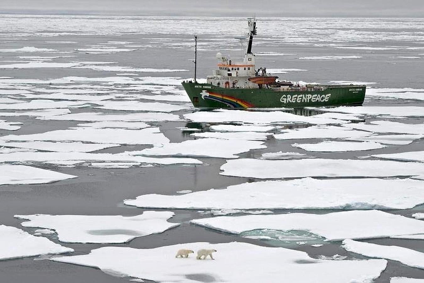 El hielo marino es muy importante para muchas especies, desde el fitoplancton a las más emblématicas, como el oso polar. 