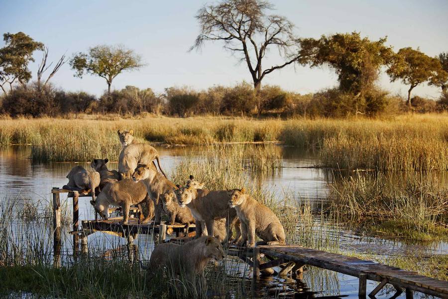 Botsuana, naturaleza en estado puro. El Delta del Okavango, el delta interior más grande del mundo posee lagunas y cursos de agua estacionales repletos de pájaros revoloteando, mientras que las cebras y jirafas deambulan por las vastas llanuras. Fotos: The African Experiences