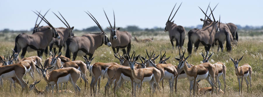 Botsuana, naturaleza en estado puro. Botswana es uno de los últimos refugios de la naturaleza salvaje en libertad. Fotos: The African Experiences