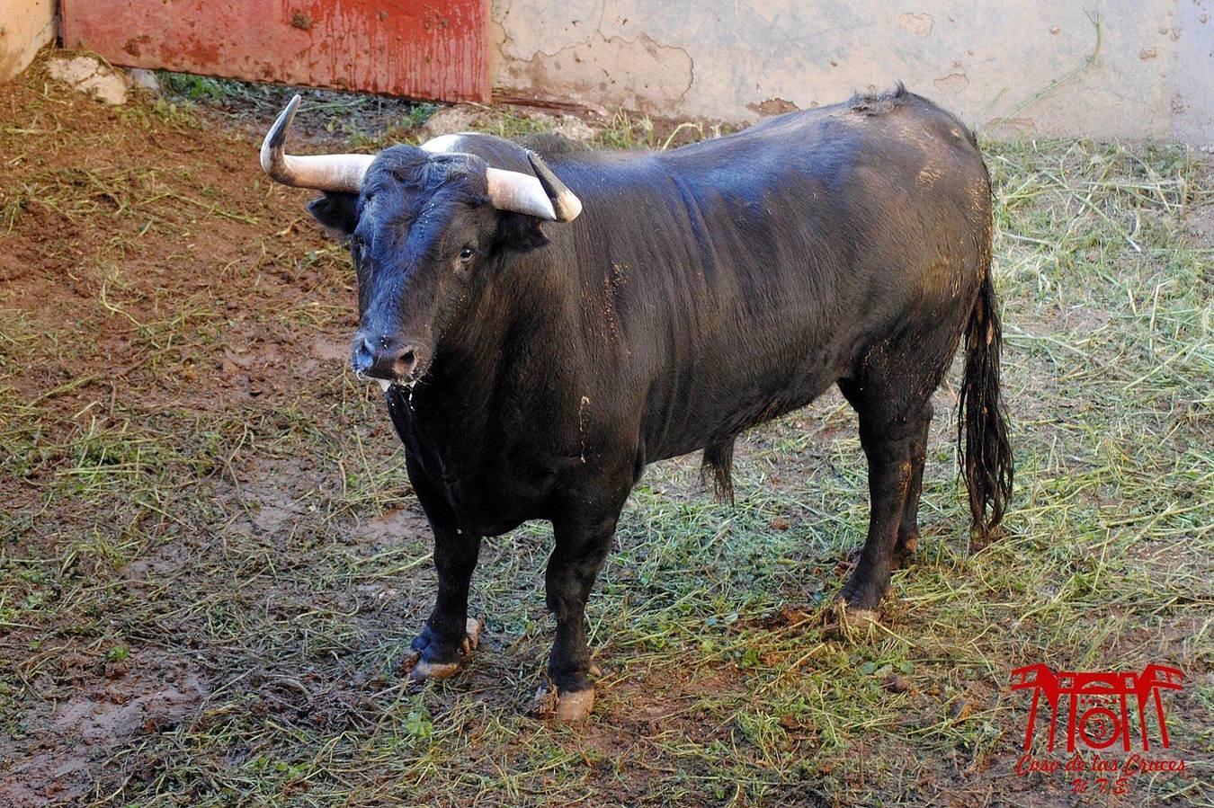 Estos son los toros para la corrida de primavera de Guadalajara