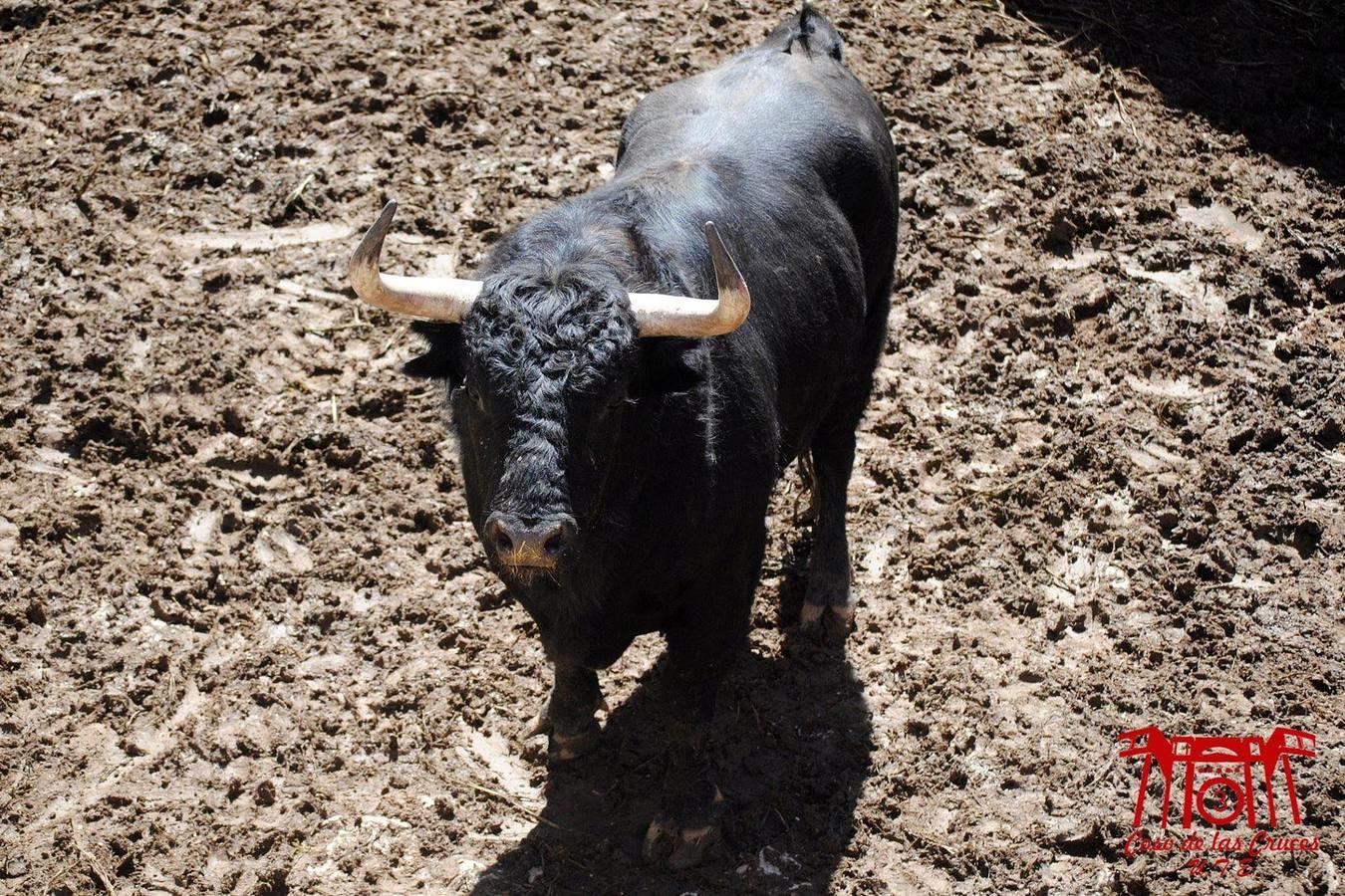 Estos son los toros para la corrida de primavera de Guadalajara