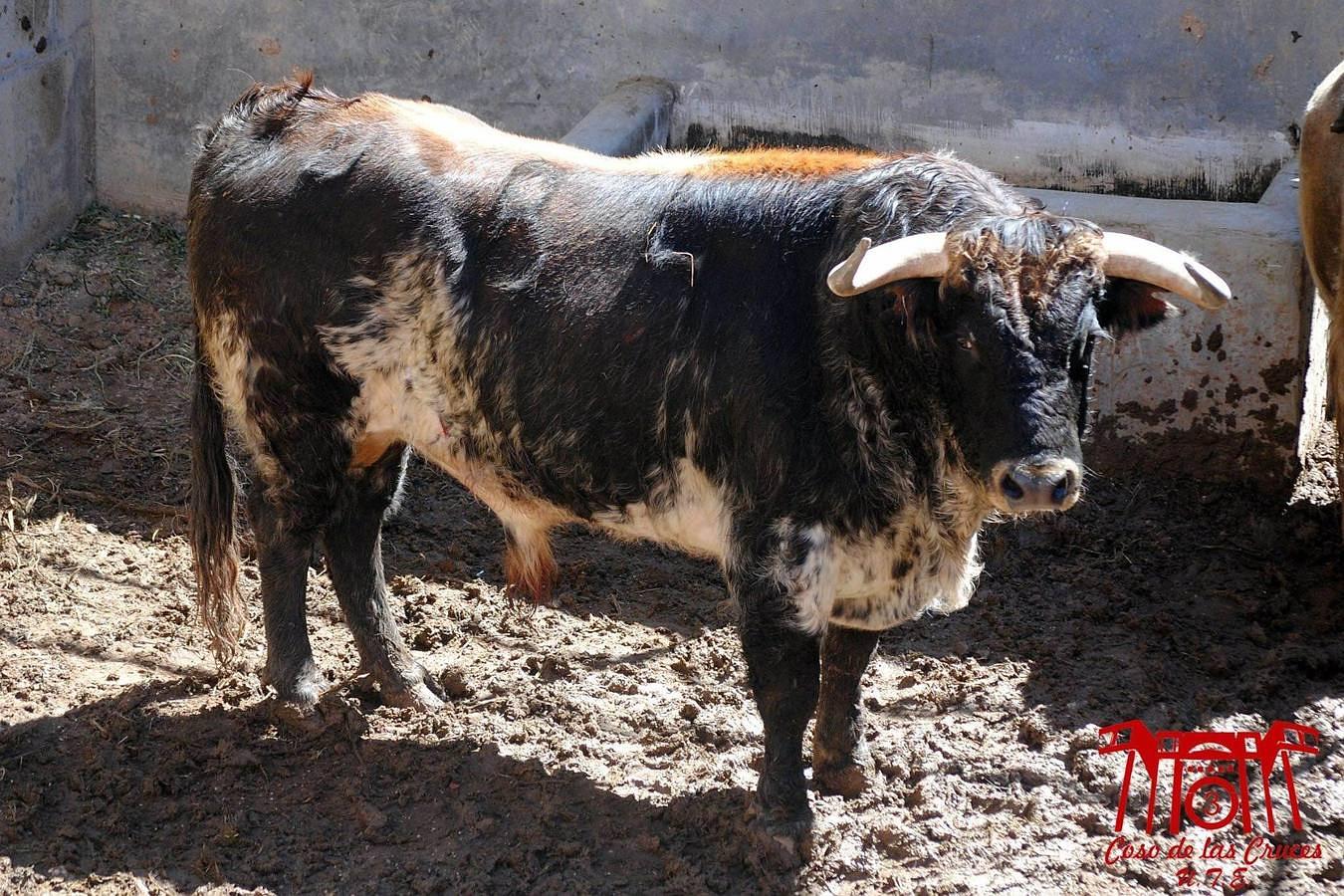 Estos son los toros para la corrida de primavera de Guadalajara