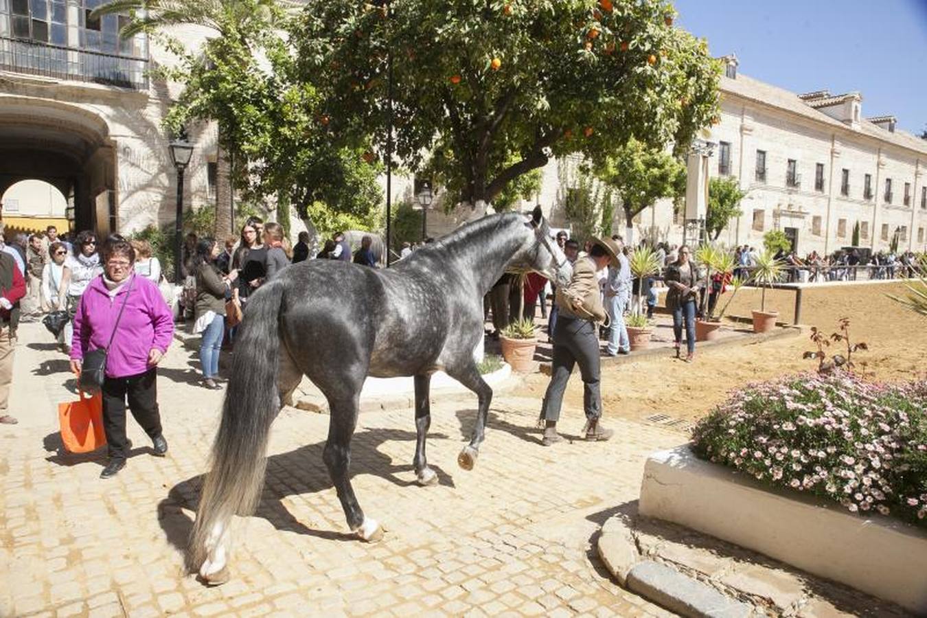 El caballo, protagonista del fin de semana en Córdoba