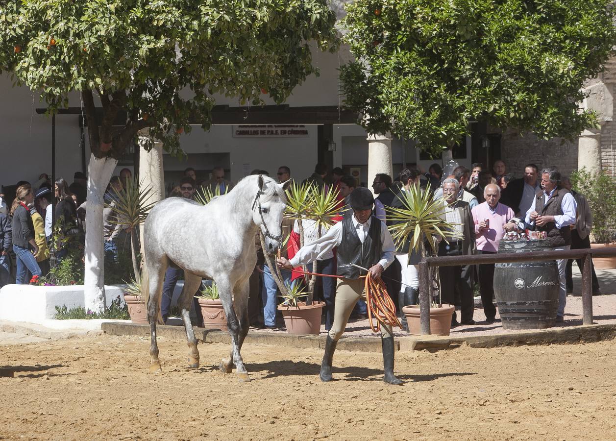 El caballo, protagonista del fin de semana en Córdoba