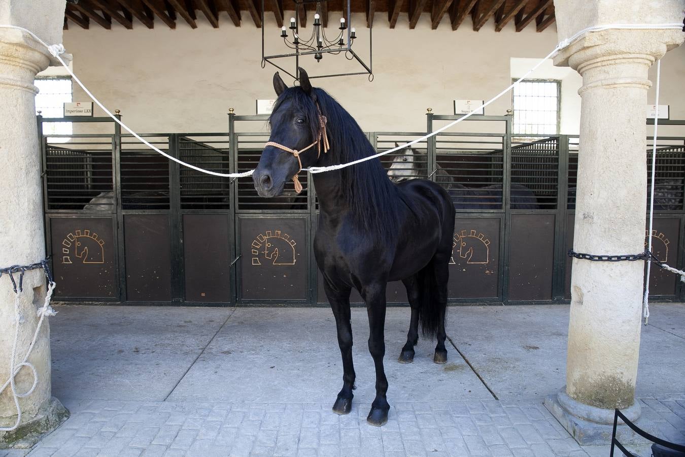 El caballo, protagonista del fin de semana en Córdoba