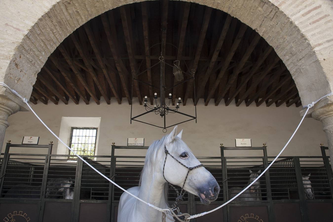 El caballo, protagonista del fin de semana en Córdoba