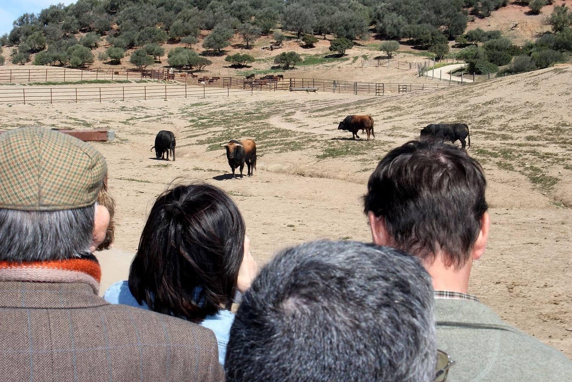 Visita a la ganadería de Fuente Ymbro, foto a foto
