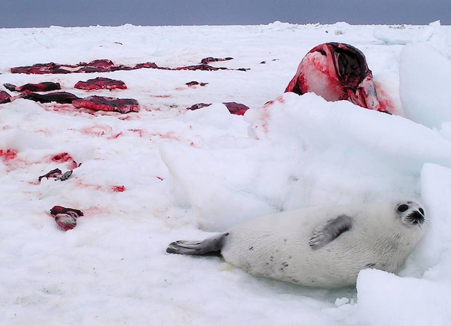 Comienza la caza comercial de focas en Canadá. 