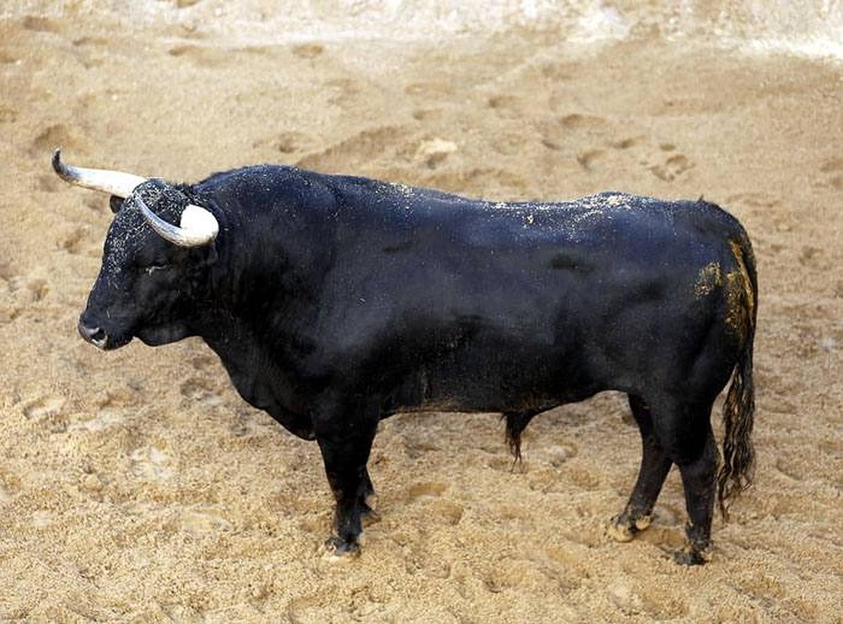 Estos son los toros que lidiarán Morante, El Juli y Perera en la Maestranza