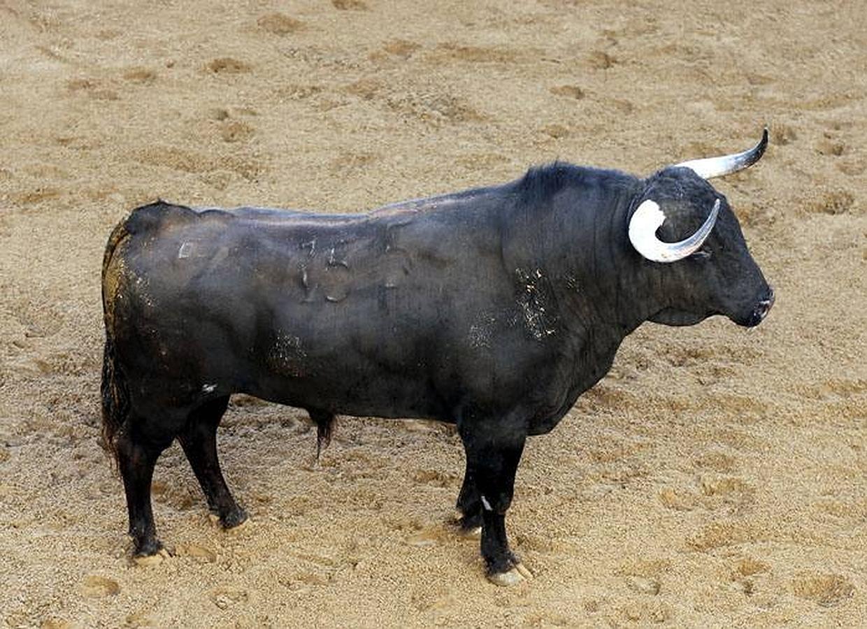 Estos son los toros que lidiarán Morante, El Juli y Perera en la Maestranza