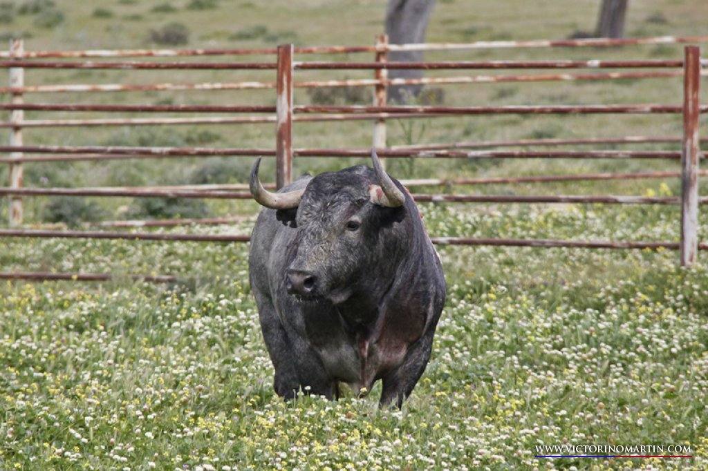 «Cobradiezmos», rey de la dehesa, en su cercado. 