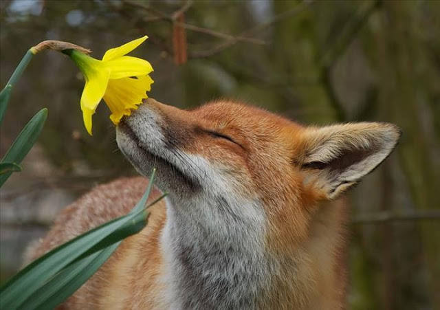 ¿A qué huelen las flores?. 