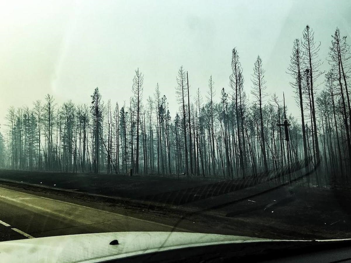 Árboles quemados tras el incendio en la autopista 63 a Edmonton (Canadá)
