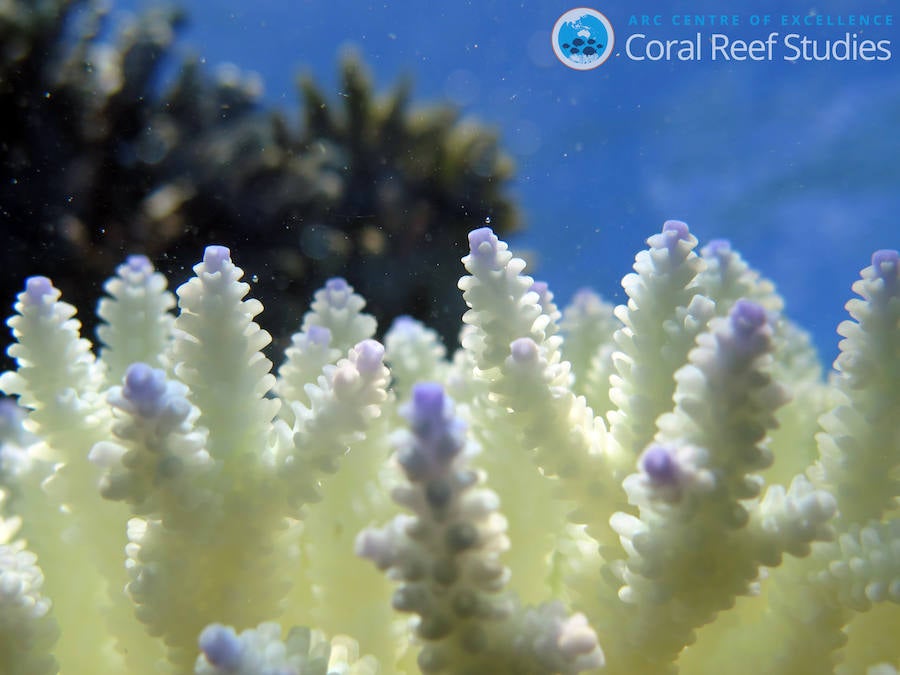 La Gran Barrera de Coral sufrirá blanqueamientos masivos para 2050. 