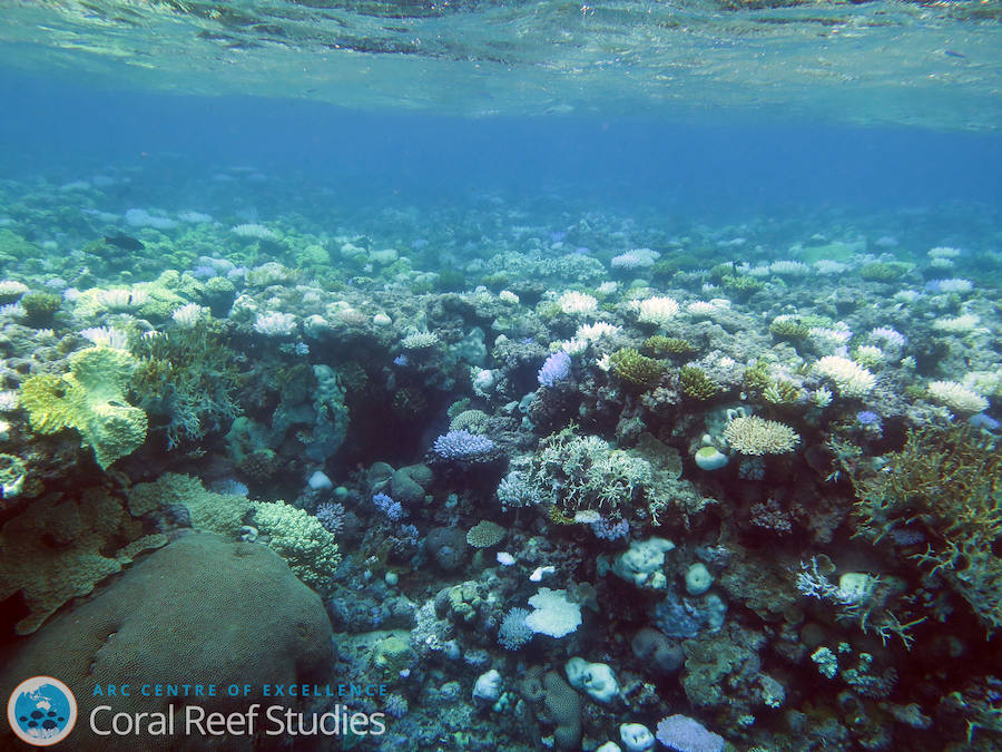 La Gran Barrera de Coral sufrirá blanqueamientos masivos para 2050. 