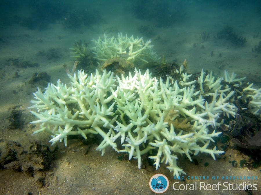 La Gran Barrera de Coral sufrirá blanqueamientos masivos para 2050. 