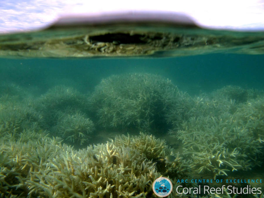 La Gran Barrera de Coral sufrirá blanqueamientos masivos para 2050. 