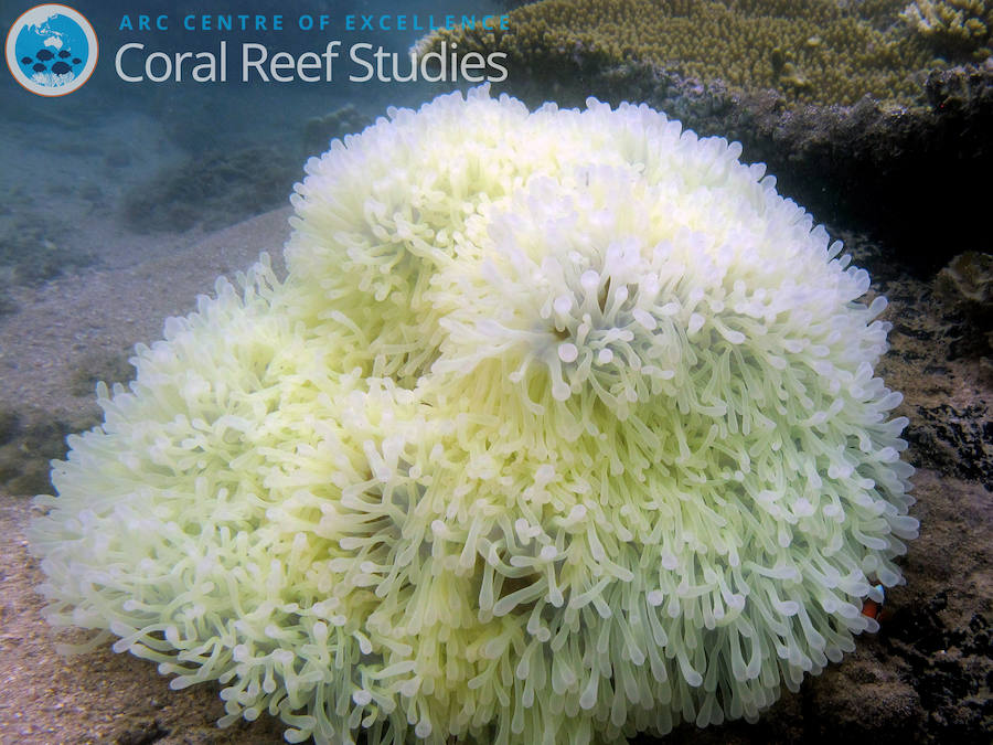 La Gran Barrera de Coral sufrirá blanqueamientos masivos para 2050. 