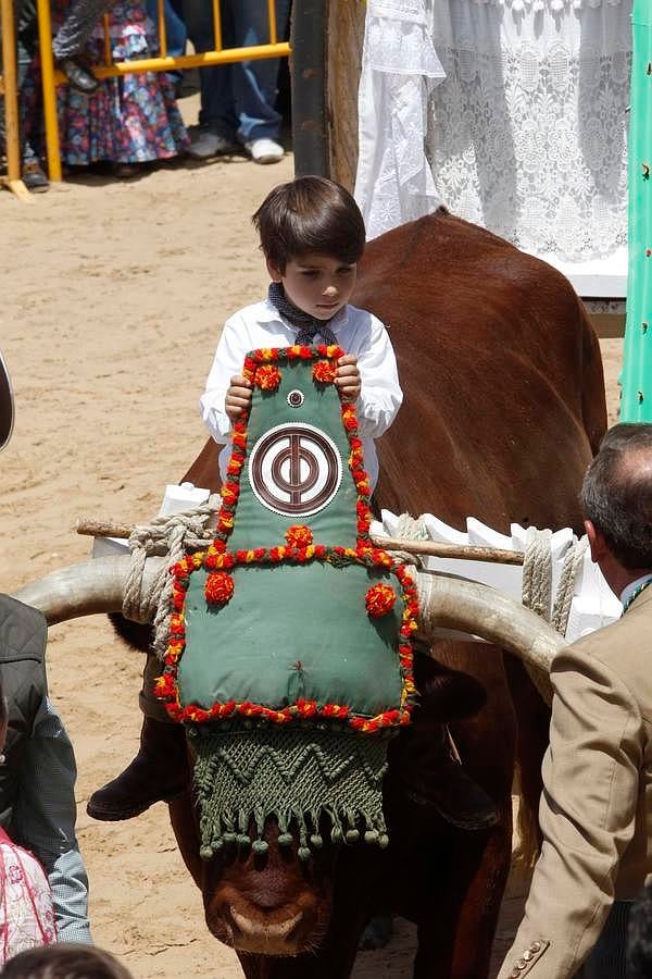 Buey de una carreta de la hermandad de Triana