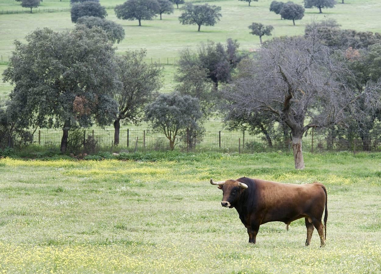 La camada 2016 de Alcurrucén, foto a foto