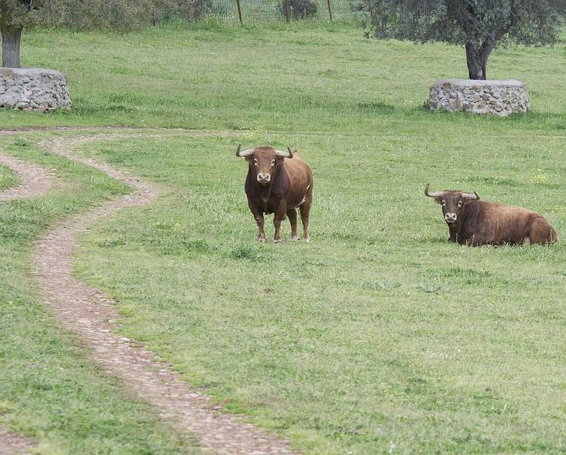 La camada 2016 de Alcurrucén, foto a foto