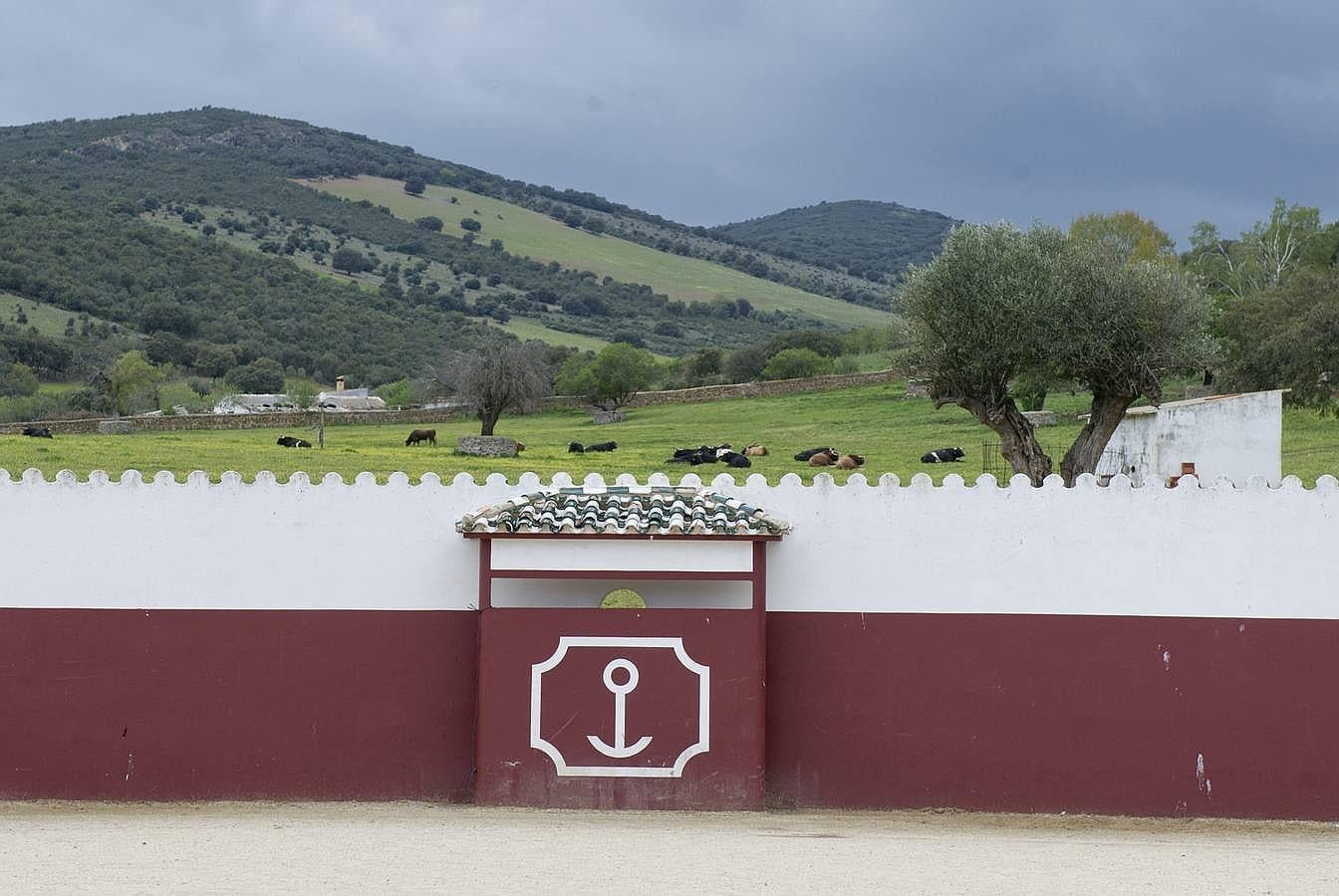 La camada 2016 de Alcurrucén, foto a foto