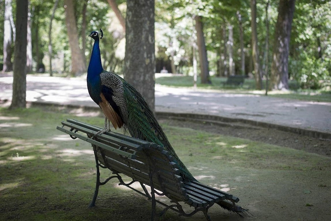 8.. Un pavo real se pasea por un banco del Jardín del Príncipe