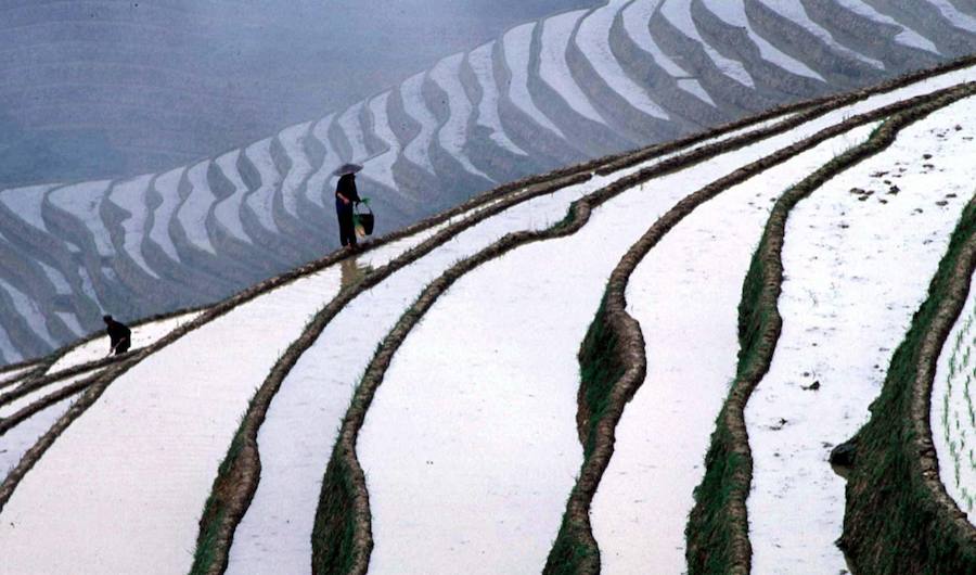 Conseguir el objetivo de «Hambre Cero» para 2030, pese al cambio climático. La FAO estima que la producción agrícola debe aumentar en un 60% para 2050 con el fin de alimentar a una población mayor.