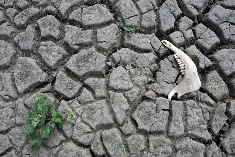 Conseguir el objetivo de «Hambre Cero» para 2030, pese al cambio climático. El impacto negativo del cambio climático en los recursos subraya la creciente importancia de usar estos recursos de forma sostenible.