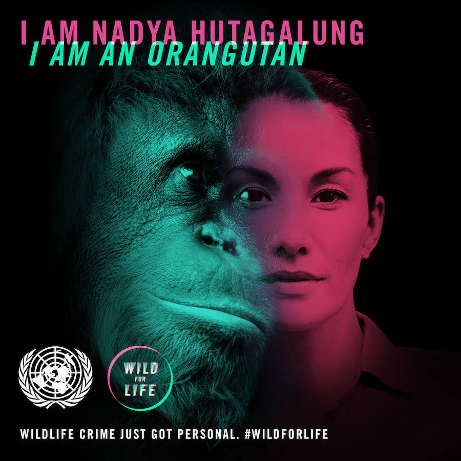 «Vuélvete salvaje por la vida»: Día Mundial del Medio Ambiente 2016. La modelo Nadya Hutagalung es un orangután