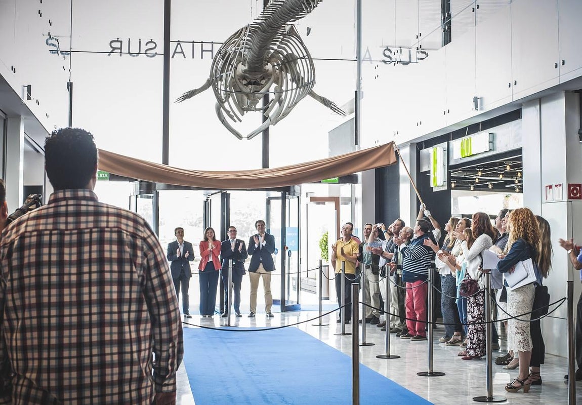 Bahía Sur expone la ballena varada