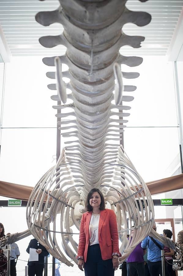 Bahía Sur expone la ballena varada