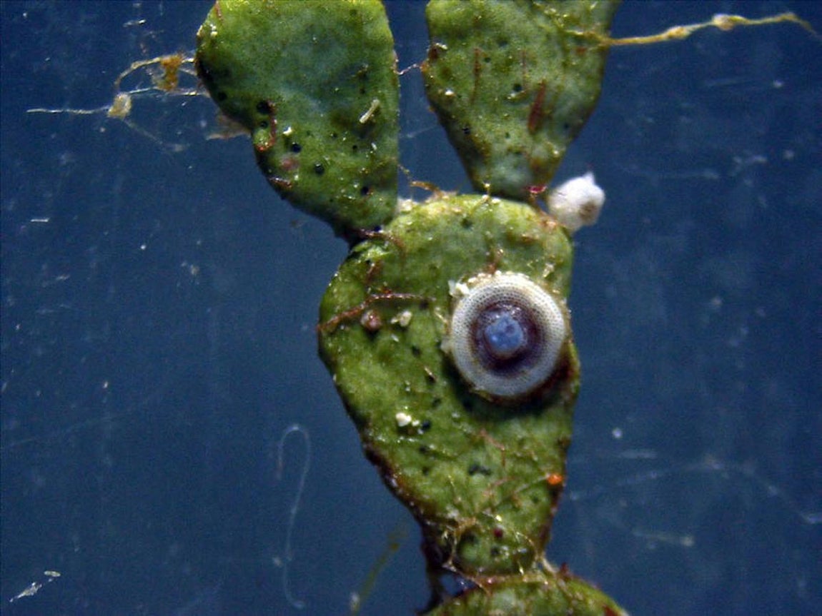 Una vasta y prístina red de arrecifes de coral en Filipinas. 