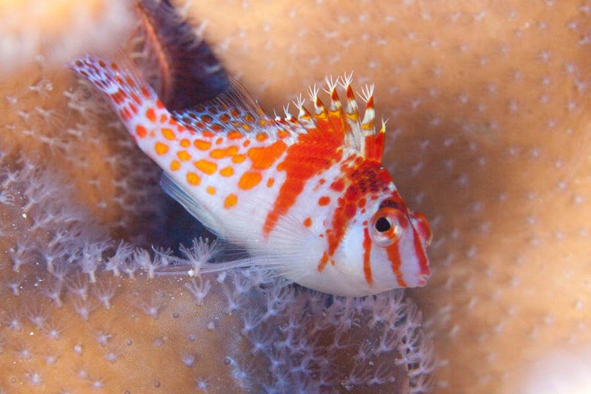 Una vasta y prístina red de arrecifes de coral en Filipinas. 