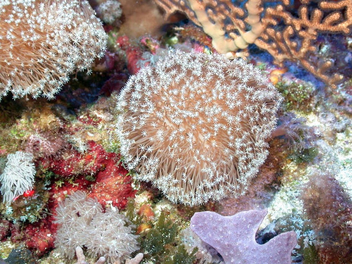 Una vasta y prístina red de arrecifes de coral en Filipinas. 