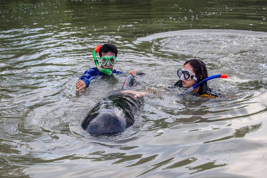 Varamiento masivo de 32 ballenas piloto en la costa de Indonesia. 