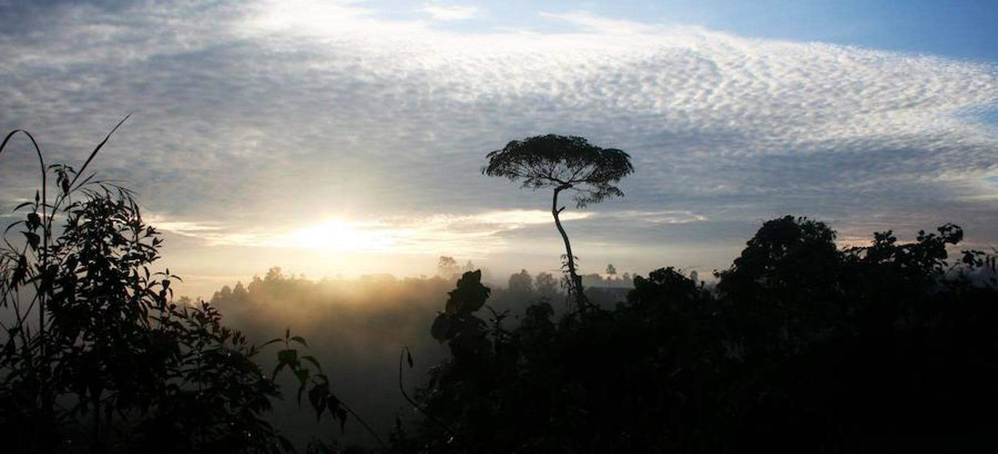 Día Internacional de los Bosques Tropicales: Curiosidades