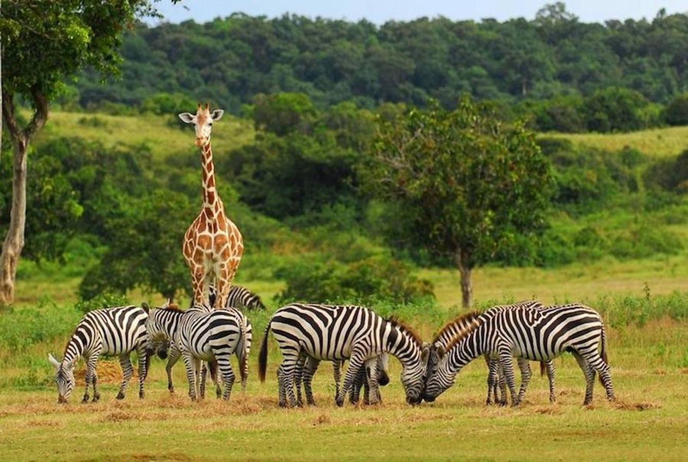 Día Mundial de la Jirafa: Curiosidades. Forma manadas pequeñas y se aparea en cualquier época del año.