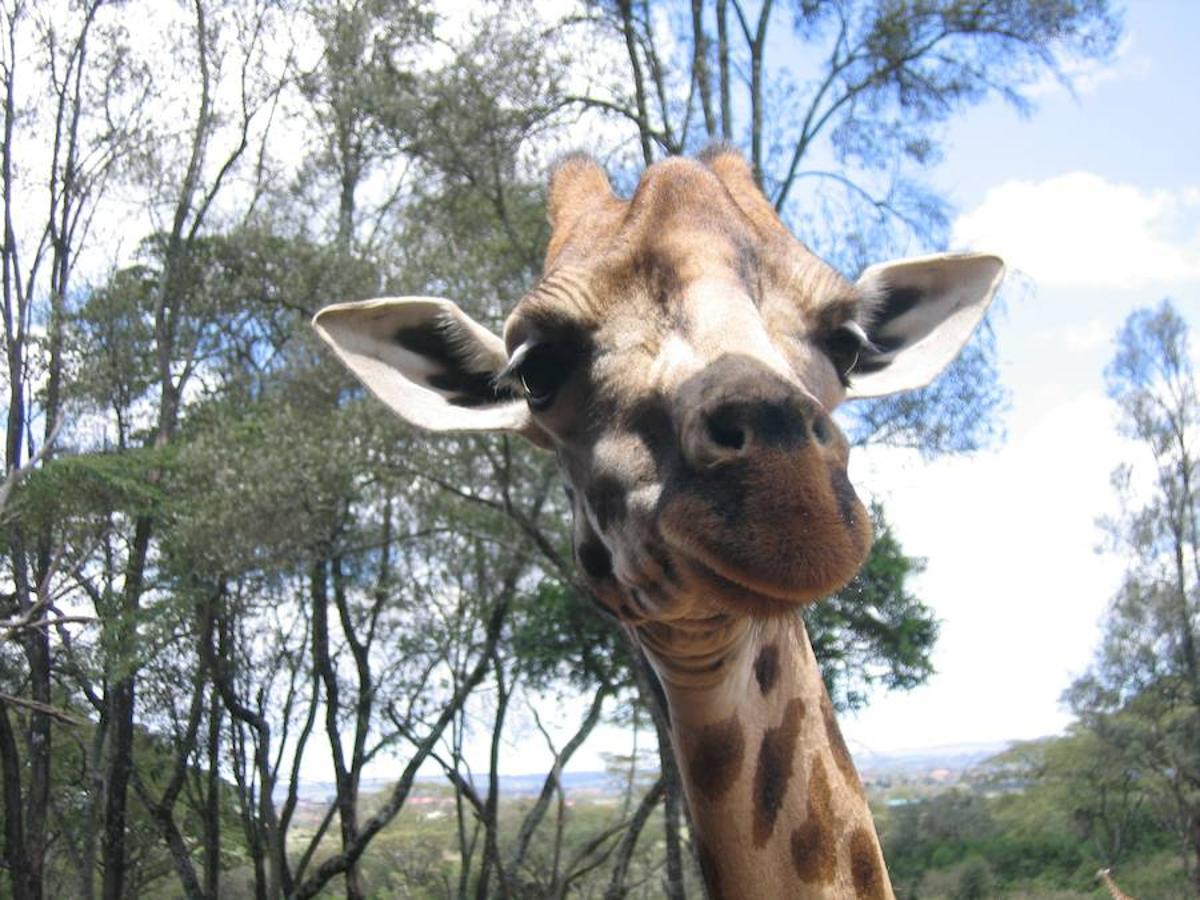 Día Mundial de la Jirafa: Curiosidades. La Jirafa es alta desde que viene al mundo (puede llegar a medir hasta 170 centímetros). Tan solo en su primer año de vida aumenta más de un metro de altura. Ya de adulta, puede alcanzar los seis metros, explican desde el Zoo de Madrid.